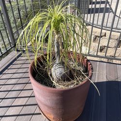2 Large Round Planter With  Pony tail Plant