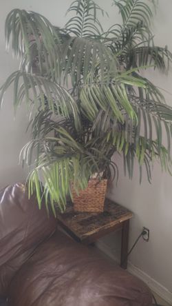Beautiful fake palm tree indoor
