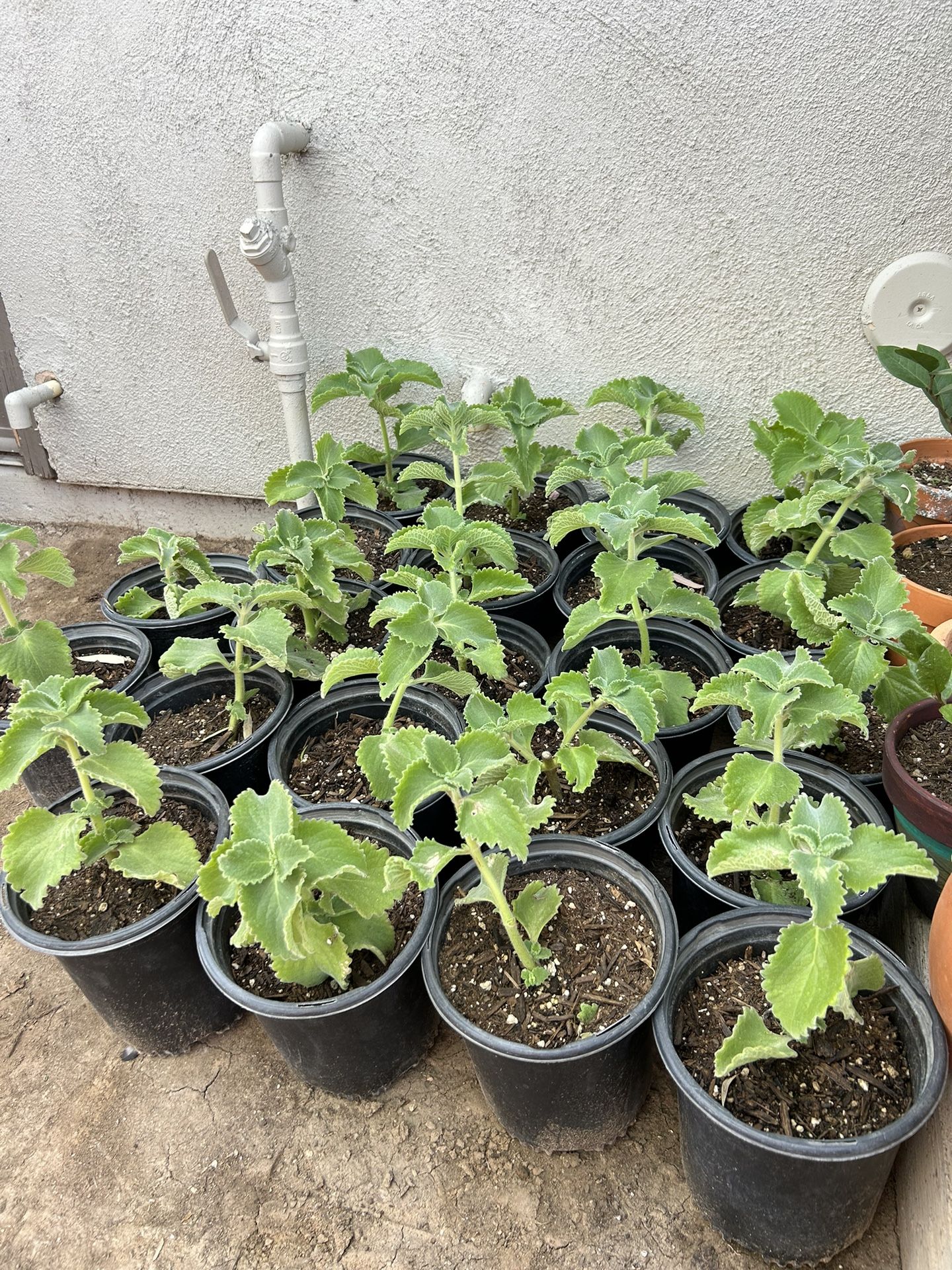 Oregano Oregon 15 Each