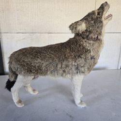Miniature Taxidermy Coyote 