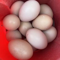 Fresh Eggs