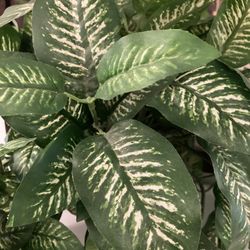 Artificial Plant Artificial 13”  Dieffenbachia in Ceramic Pot