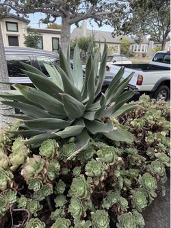 Foxtail Agave (3 available)