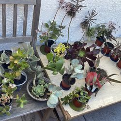 ‼️🌵🪴MOVING OUT PLANTS SALE! EVERYTHING MUST GO! 🌱🪻‼️