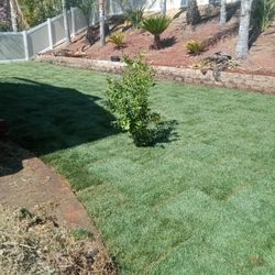Fresh Sod