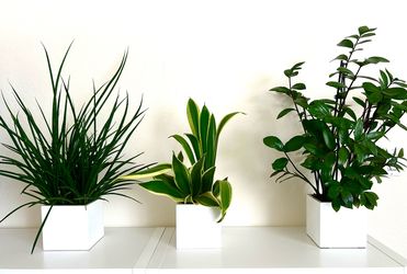 3 plants for sale! Sold as a set only!