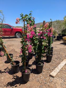 $25e Bougainvilleas 5gal nursery pots
