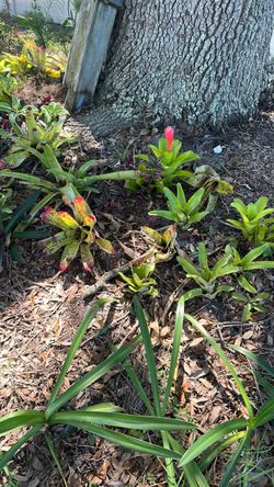 Bromeliads 10 each