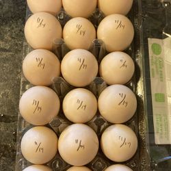 Fresh Duck Eggs XL Jumbo Size 18 Pack Organic Fed