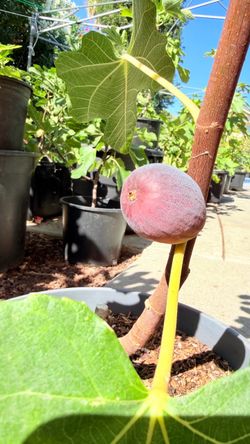 Mystery Purple Fig: Black Mission, Olympian, or Something Else?