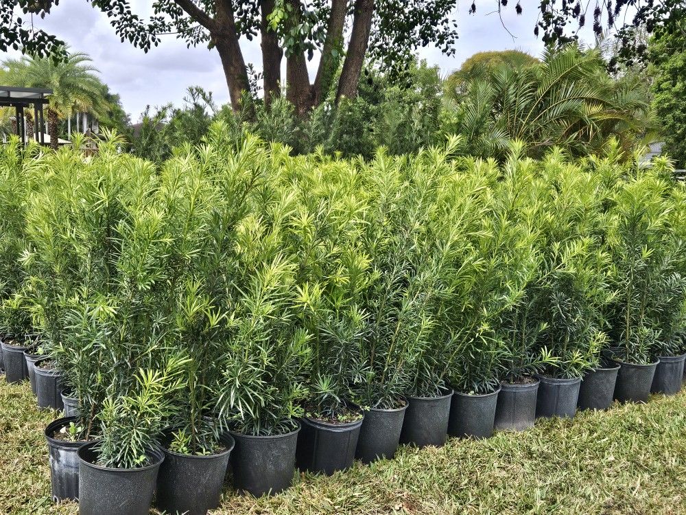 Best podocarpus Only $8.50 full privacy Hedge For Fence Green