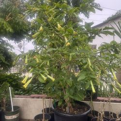 Plant For Sale