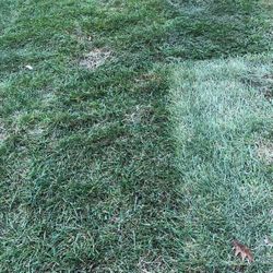 Fresh Sod Ready for Pickup