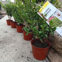 Japanese Boxwood shrubs 