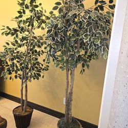 Artificial Indoor Ficus Trees – Over 5 ft Tall
