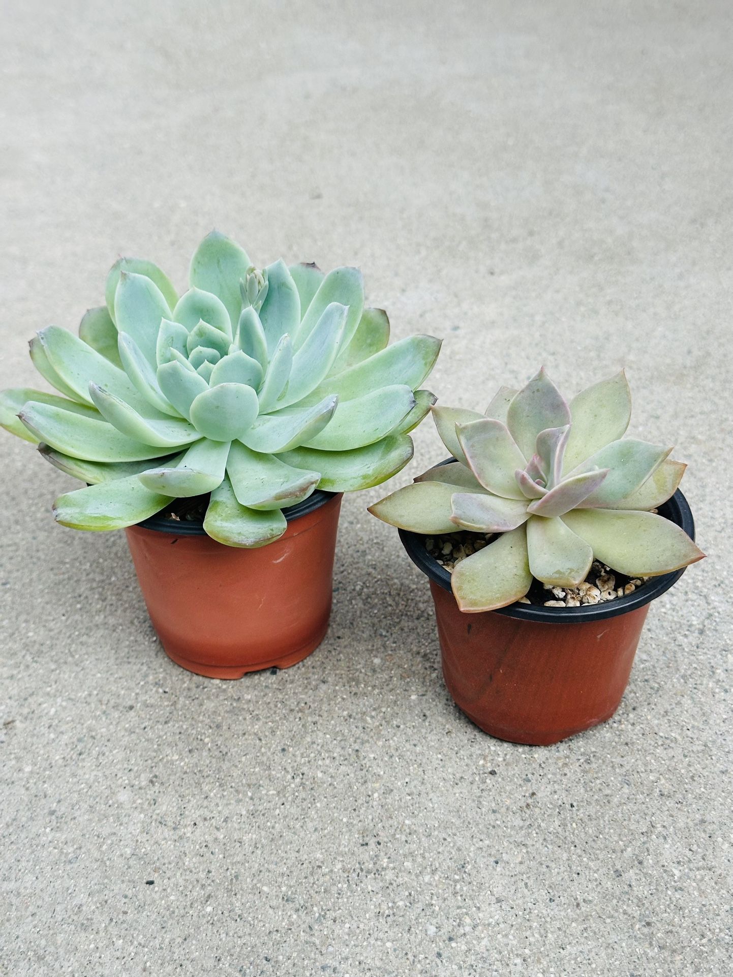 Succulents plants 🪴(2 for $5)