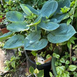 Abiqua Drinking Gourd Hostas
