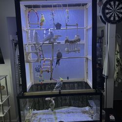 Bird Cage