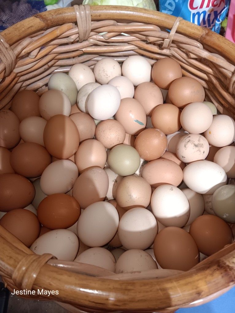 Fresh Laid Eggs