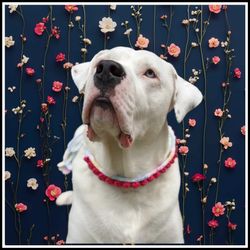 Flower Pet Collar