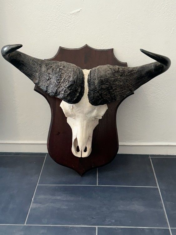 Mounted Cape Buffalo Skull