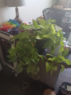 Potted House Plants