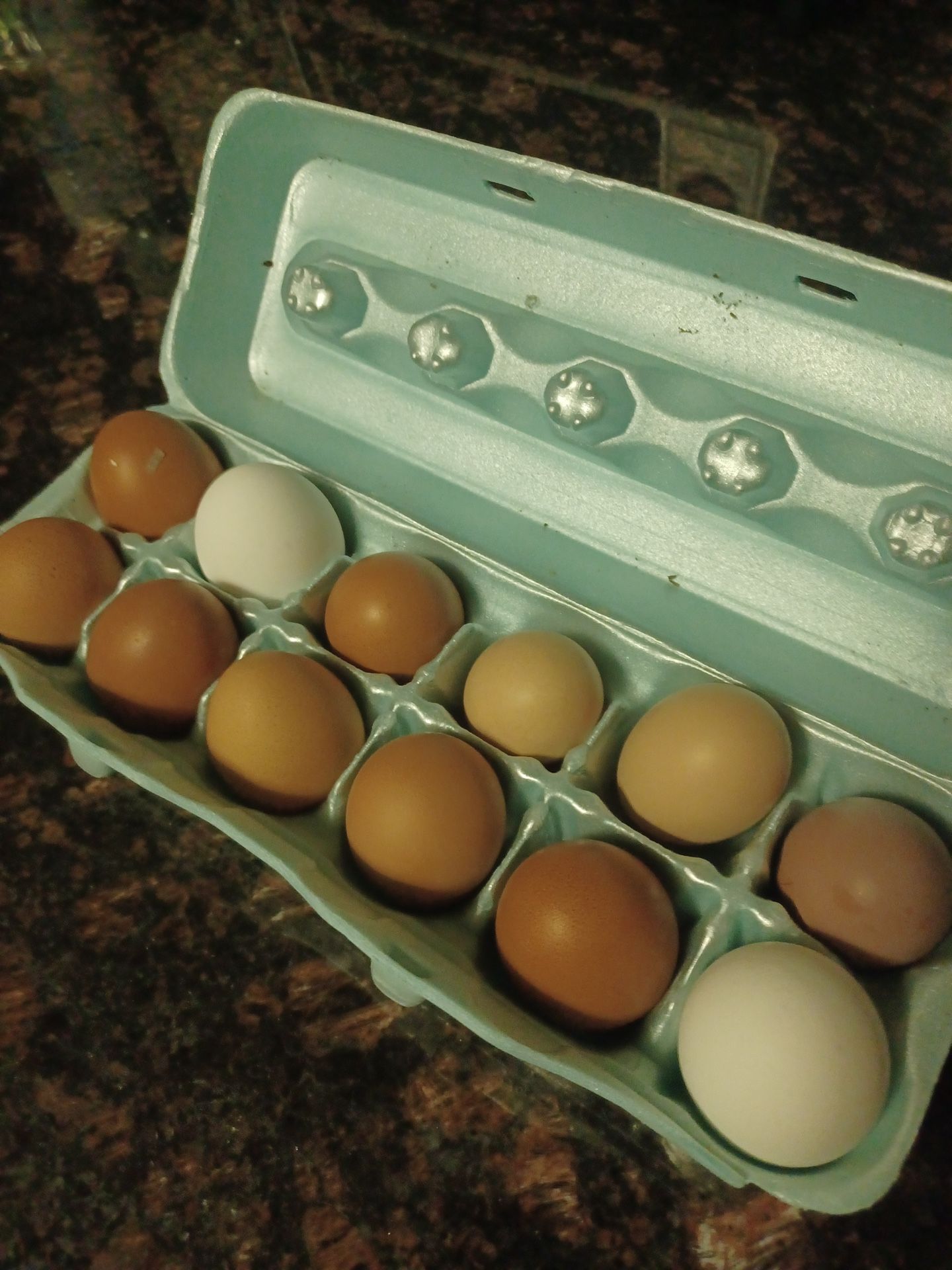 Free Range Eggs 