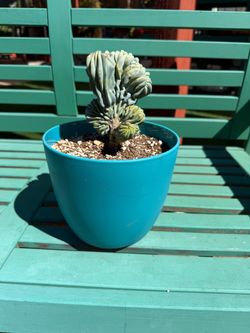 CRESTED BLUE MYRTLE Myrtillocactus Geometrizans Cactus Plant