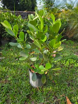 clusias podocarpus  Only  instant privacy  Hedge  for fences