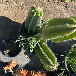 Cactuses