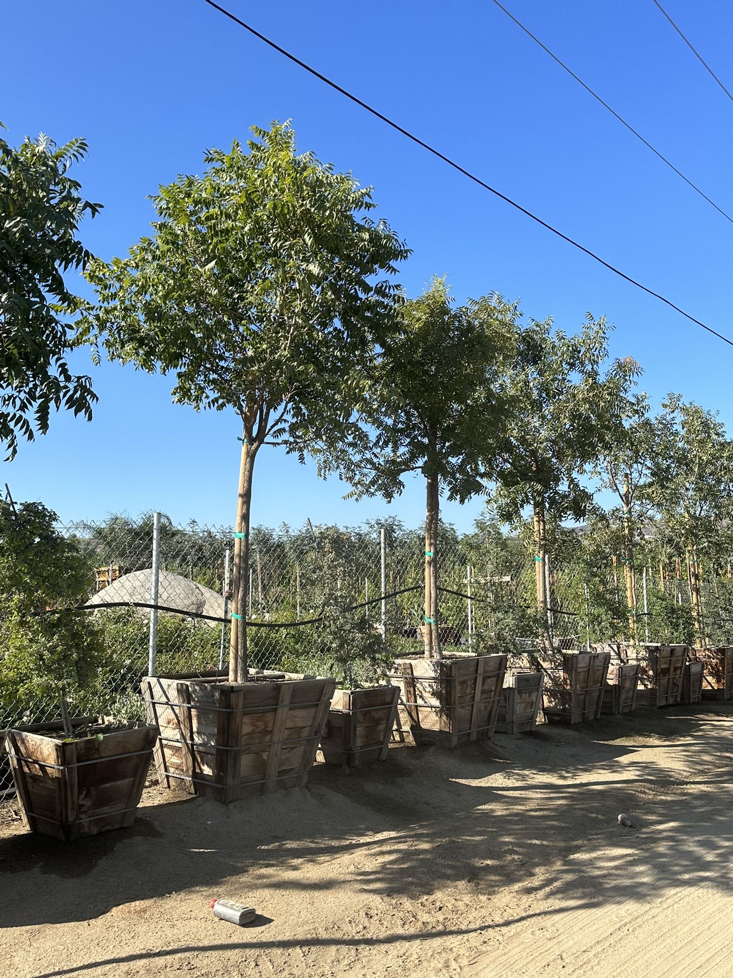 Chinese Pistache Tree , 36” Box , Fast Growing Shade Tree