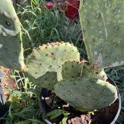 Nopal  del K da Tunas 10 dolares