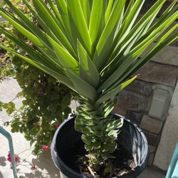 Yucca gloriosa Plant