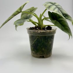 Alocasia Silver Dragon 