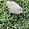 Far West Quail