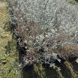 Cenizos Morados 3gallones Bushes 