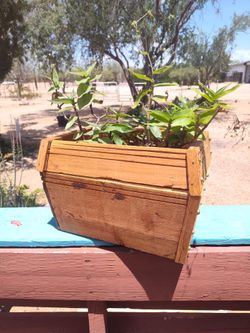 Red wood planter box