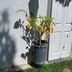 Beautiful Plant For Sale