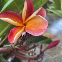 pedazo de plumeria 