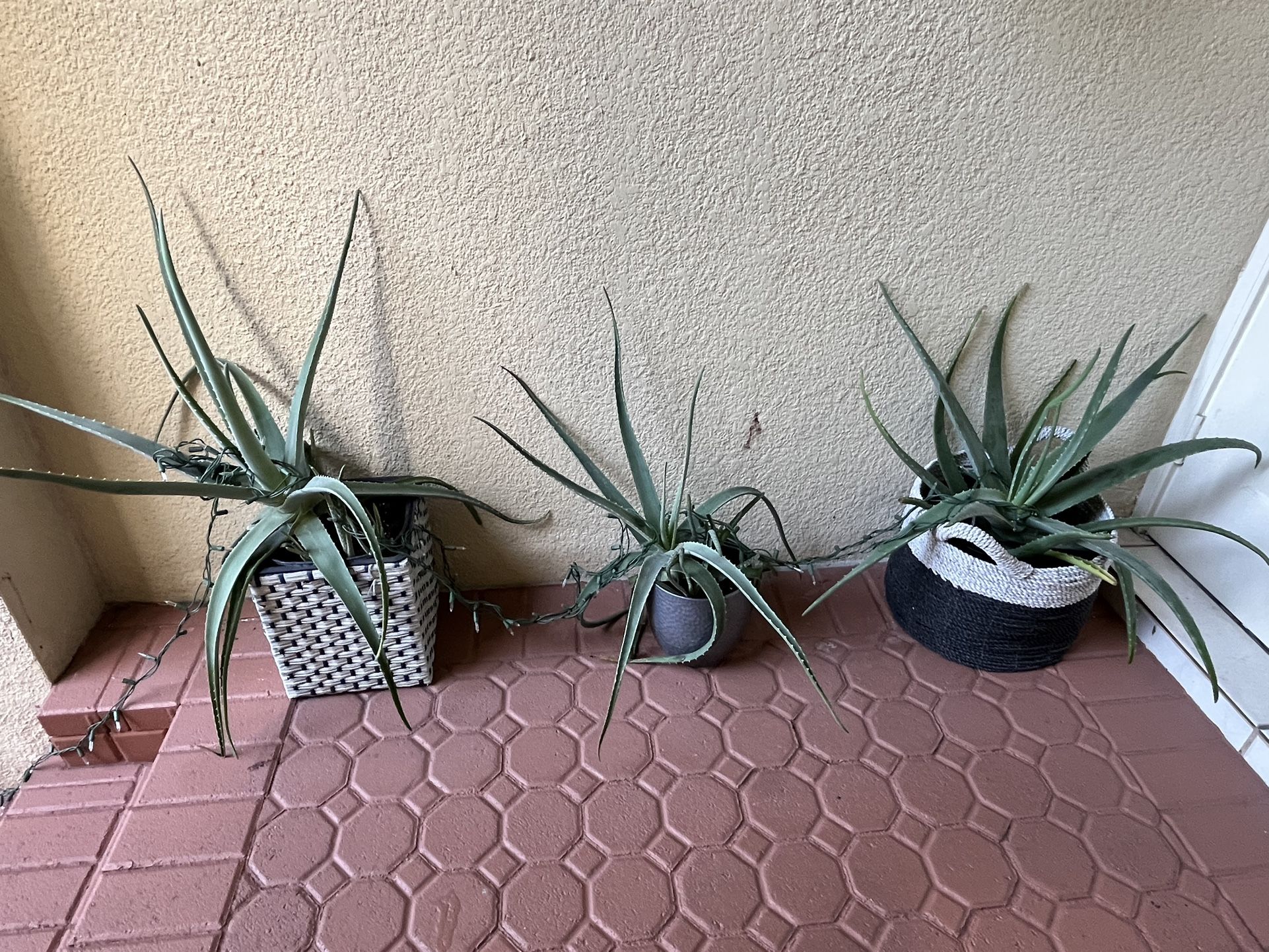 Aloe Plants