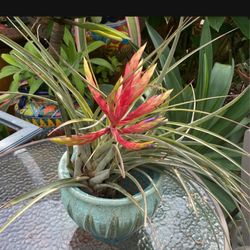 Large Blooming Air plant In Pot