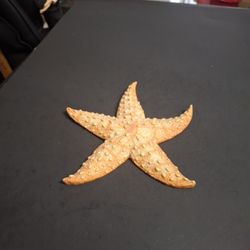 Northern Pacific Seastar A Large Predatory Starfish - Yellow Orange With Shimmering Finish, Shelf Or Hanging Decor 8"