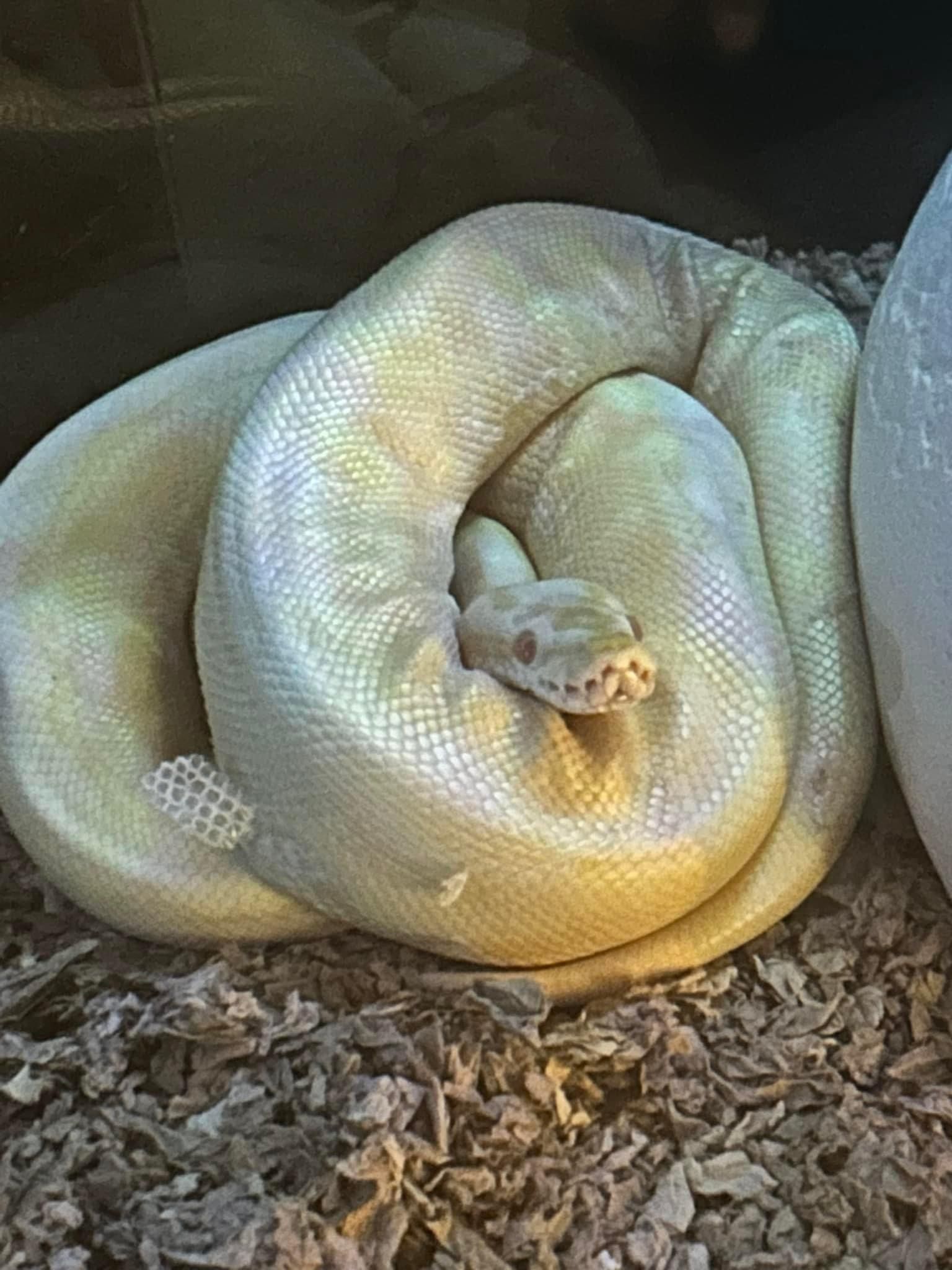 Albino Python Snake And Accessories For Sale 