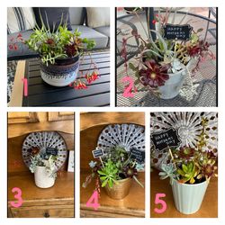 Teacher Gifts . Pot With A Variety Of Succulents-Mothers day gift 