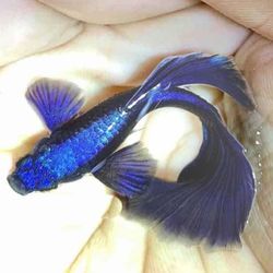 Fake Guppy's- Pair