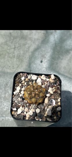 Copiapoa
