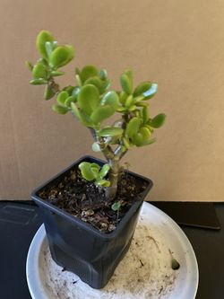 Jade Plant