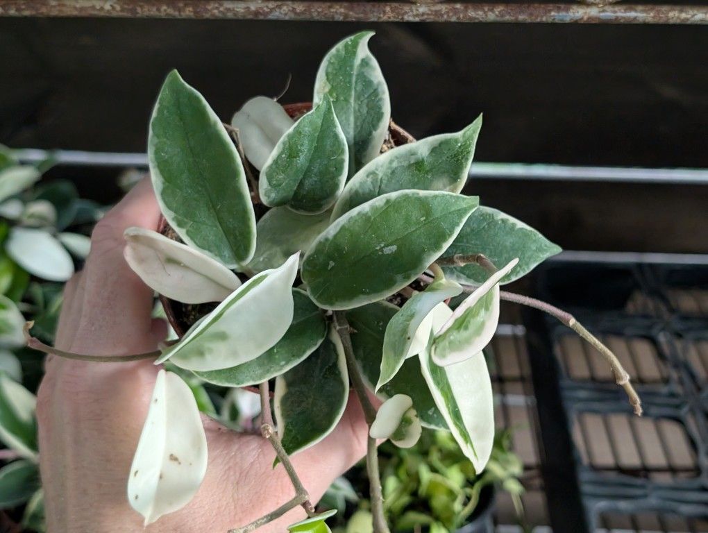 Hoya Krimson Queen White Green And Pink Leaves In 4 Inch Pots - Flowering Plant
