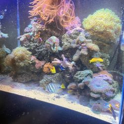 55 Gal Aquarium With Stand