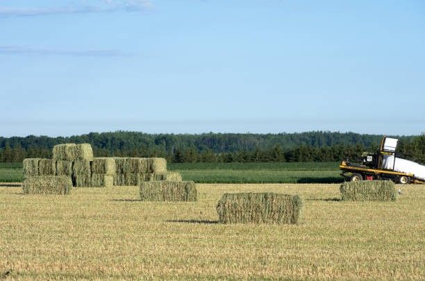 Bermuda HAY FERTILIZED 